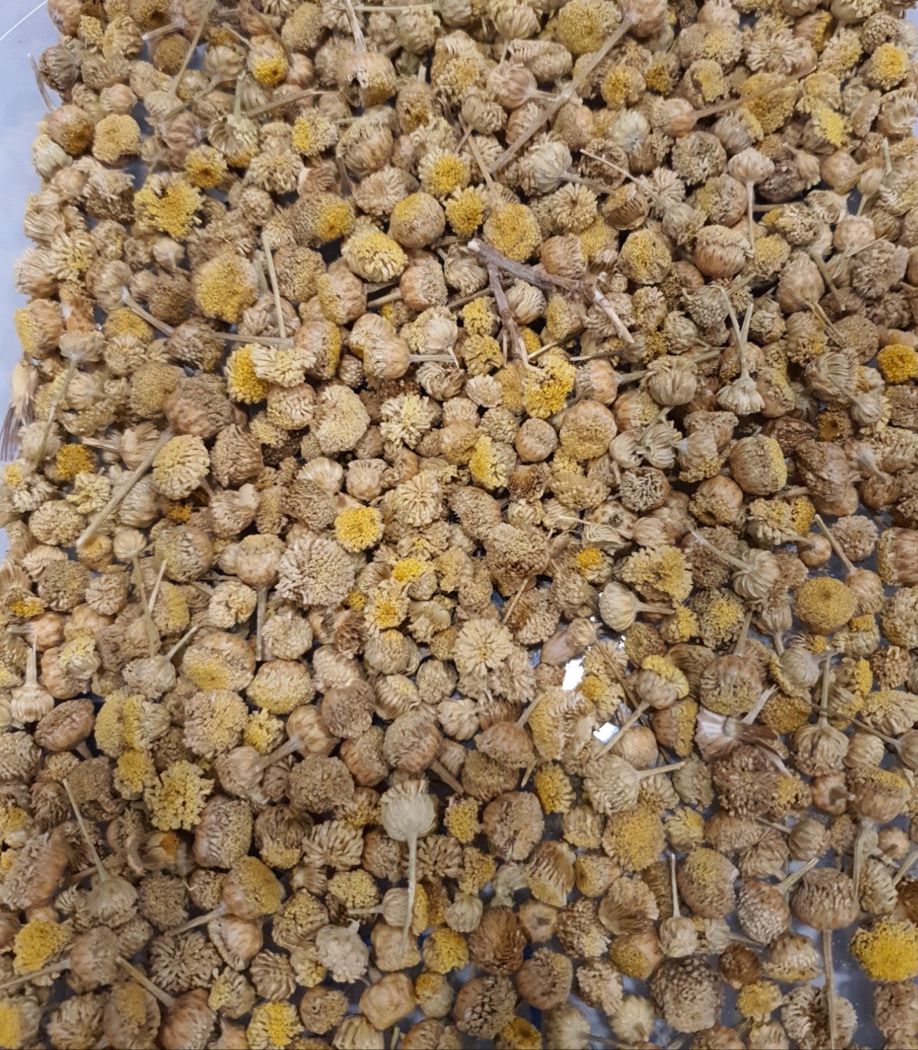 Camomila Doce Flor