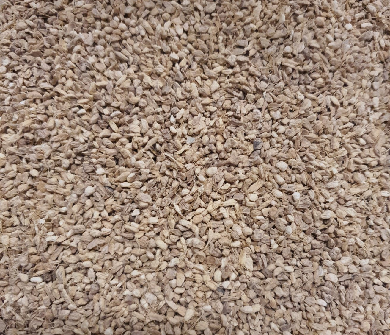 Gengibre