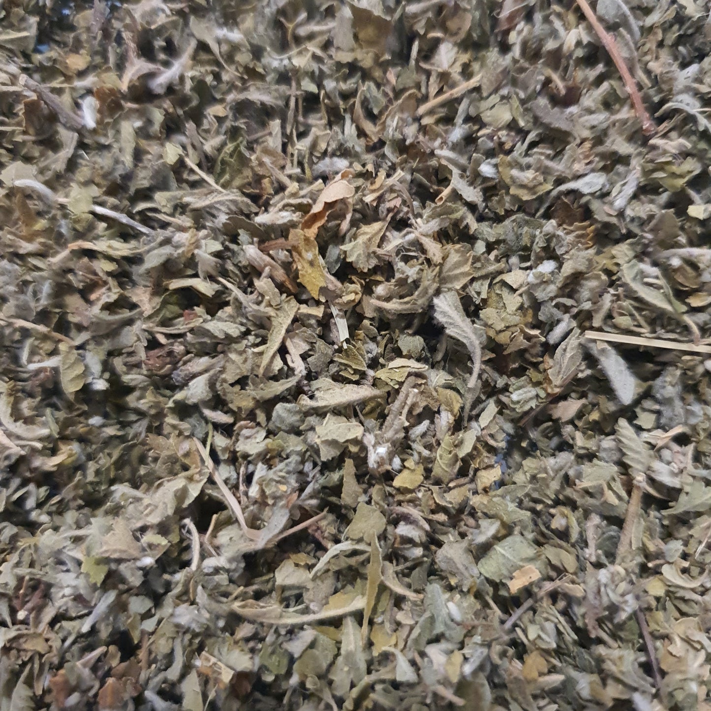 Damiana
