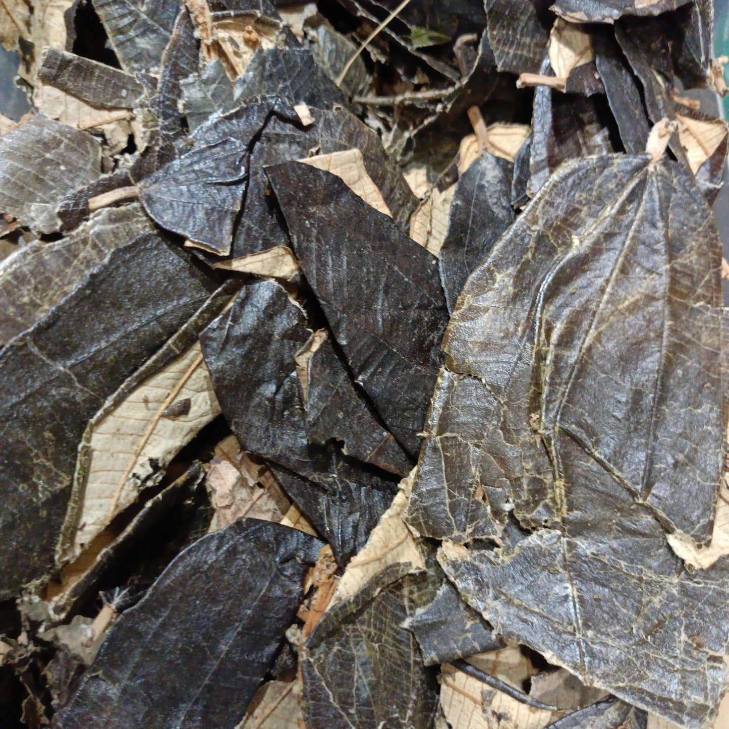 Canela de velho