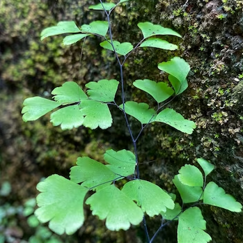 Ginkco Biloba