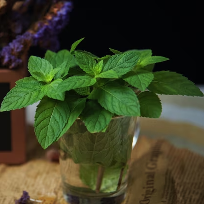Tulsi