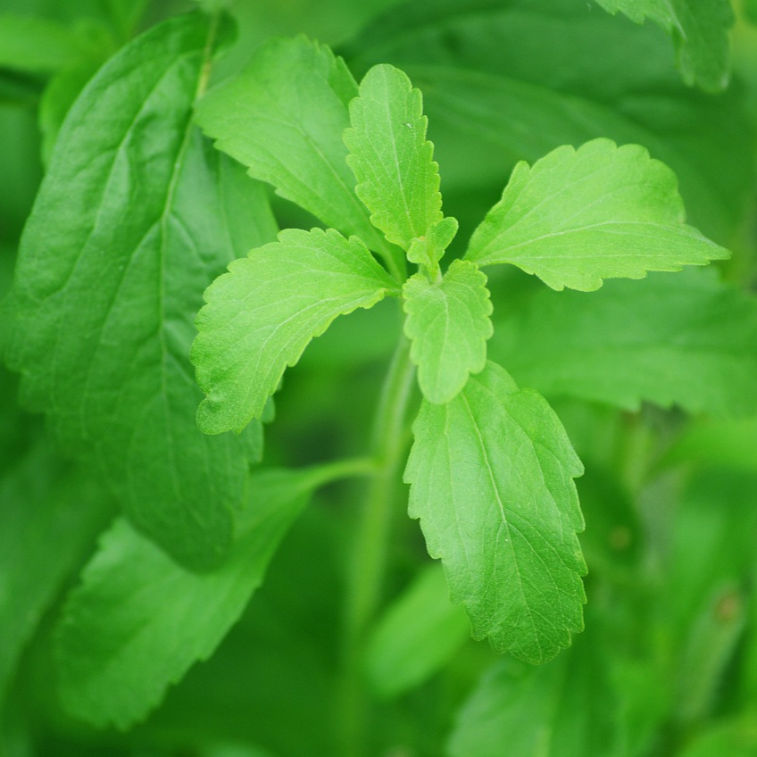 Stevia