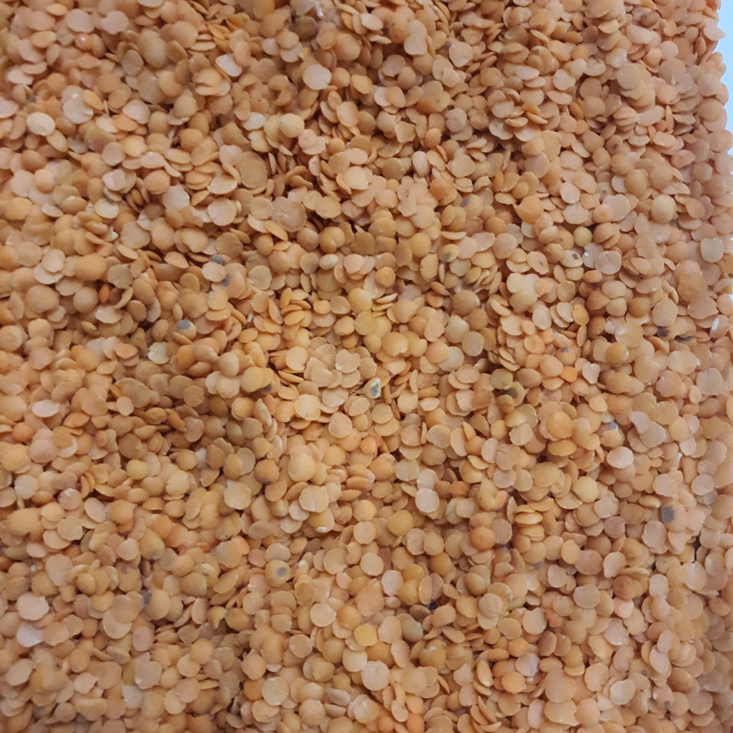 Lentilha vermelha