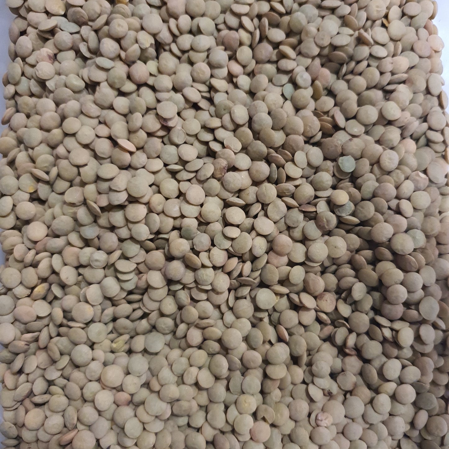 Lentilha verde
