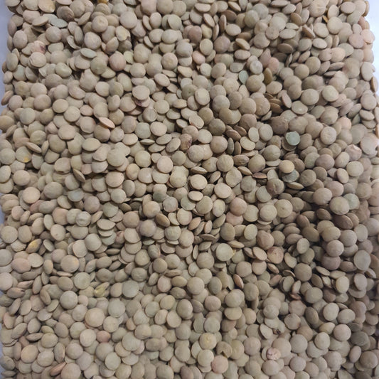 Lentilha verde