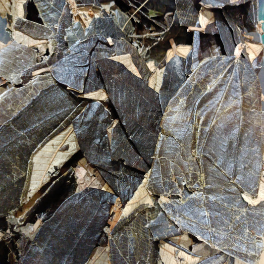 Canela de velho