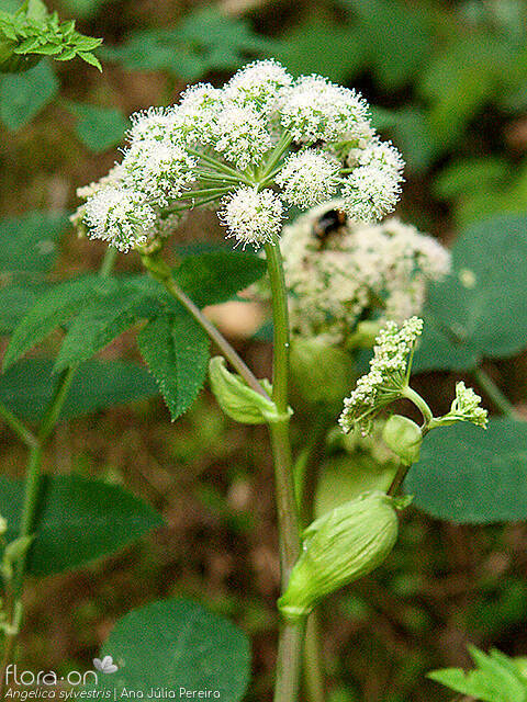 Angelica