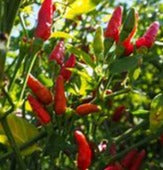 Piri Piri Seca Pimenta