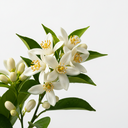 Flor de Laranjeira
