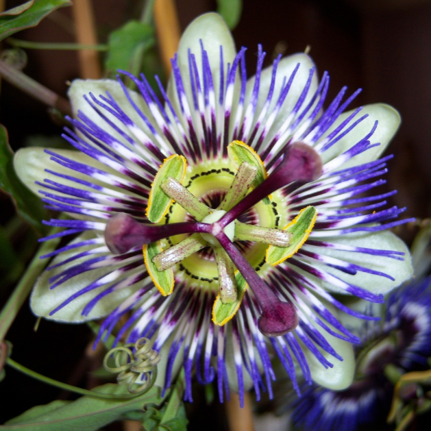 Passiflora