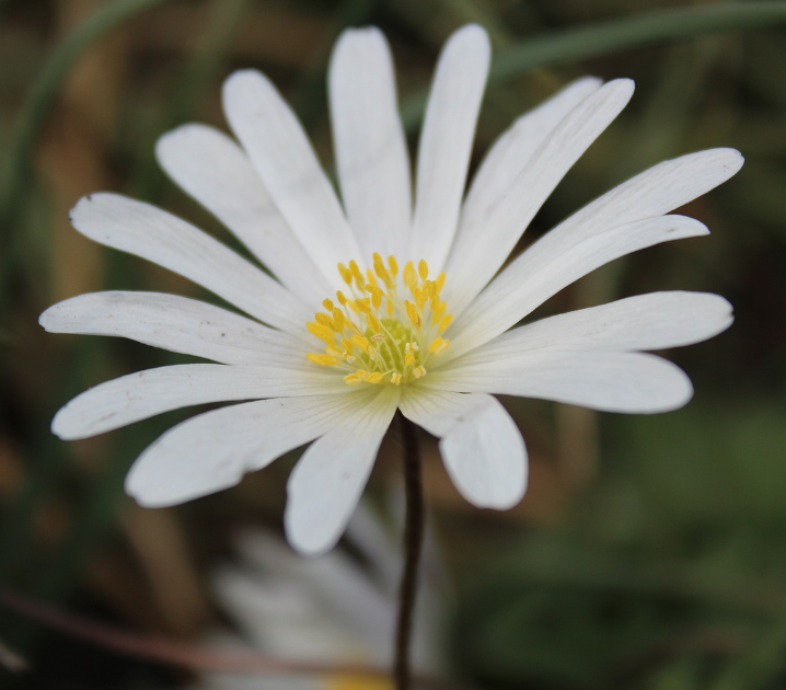 Sanguinaria