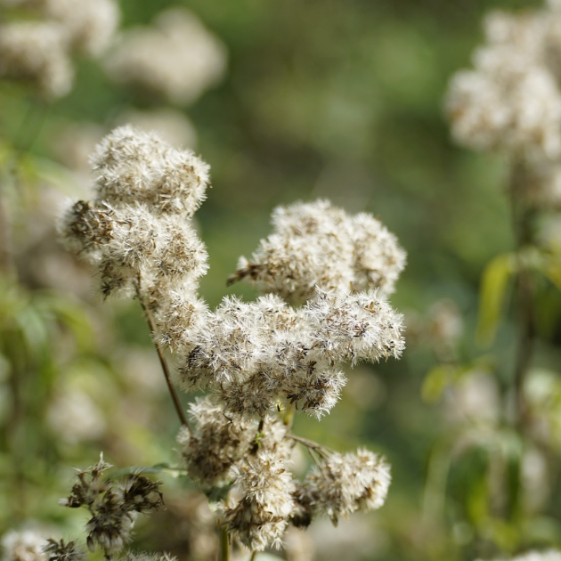 Valeriana