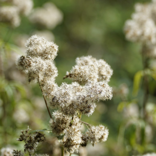 Valeriana