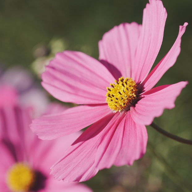 Malva (Flor)