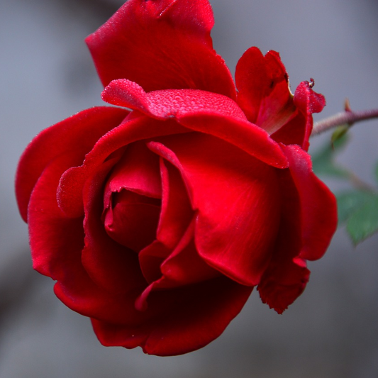 Rosa Pétalas