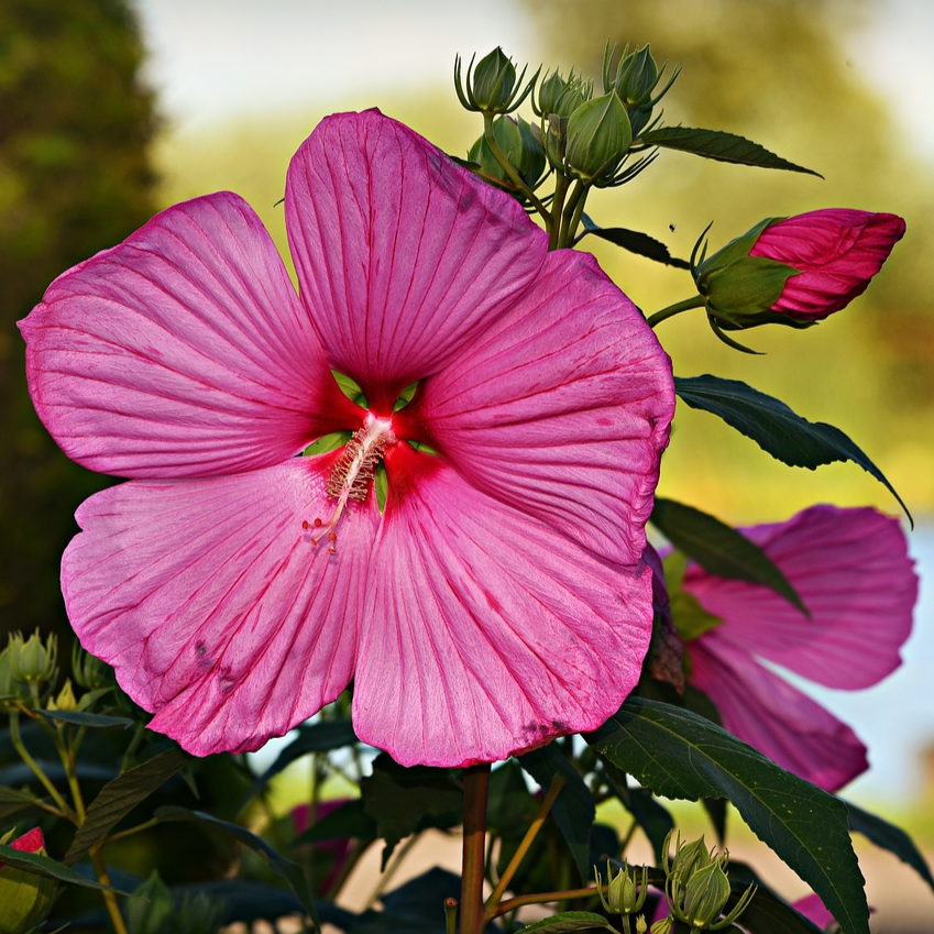 Malva