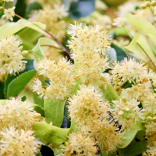 Flor de Tília