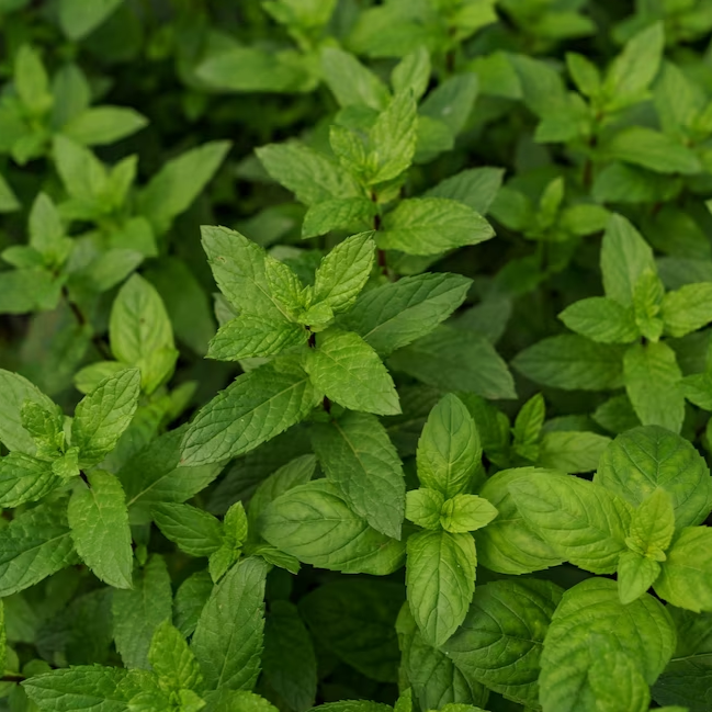 Menta