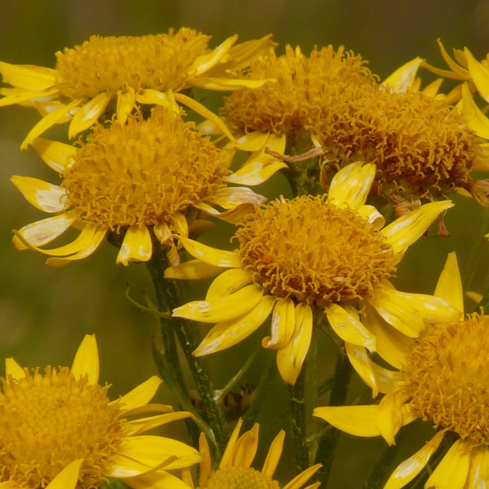 Arnica