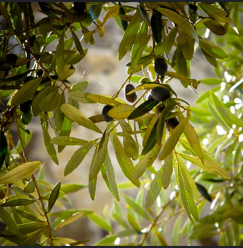 Oliveira
