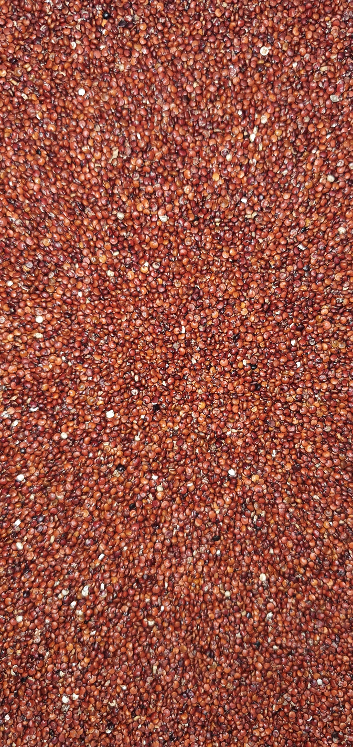 Quinoa Vermelha